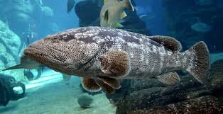 Malabar Reef Cod